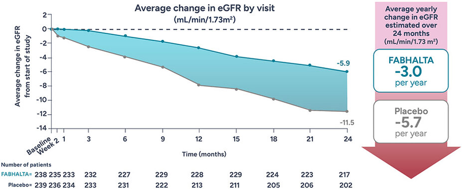 Average yearly change in eGFR estimated over 24 months was -3.0mL/min/1.73 m2 per year for FABHALTA and -5.7 mL/min/1.73 m2 per year for placebo.